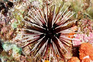 Wound: Sea urchin, showing the sharp spines that can wound