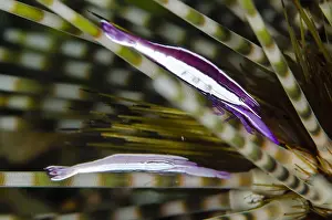 Spined: Sea Urchin Shrimp - pair on Double-spined Urchin