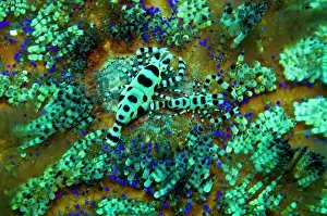 Sheltered: Sea Urchin Shrimp - these shrimp spend their lives