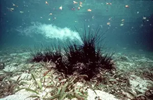 Urchins: Sea Urchin - spawning in mangrove area