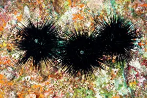 Severe: Sea urchins; the spines can cause severe irritation