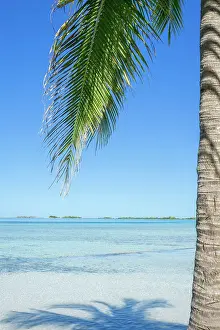 Escape: Sea view and palm tree in Moorea, French Polynesia, Oceania