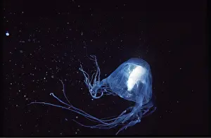Tentacles: SEA WASP / Box Jellyfish