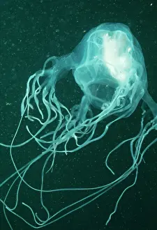 Chironex: SEA WASP / Box Jellyfish - with fish