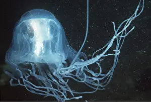 Kill: SEA WASP / Box Jellyfish - with fish