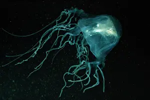 Chironex: SEA WASP / Box Jellyfish - with Fish in bell
