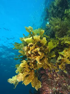 Kelp: Sea weed (Ecklonia radiata) is growing abundant