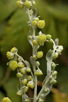 Wormwood: Sea wormwood