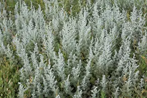 Holstein: Sea Wormwood