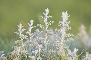 Holstein: Sea Wormwood