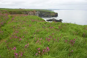 Headlands: Seabird Cliffs