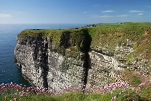 Headlands: Seabird Cliffs