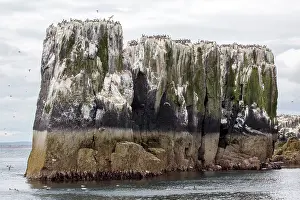 Multitude: Seabirds on cliff, Farne. Farne Islands, England