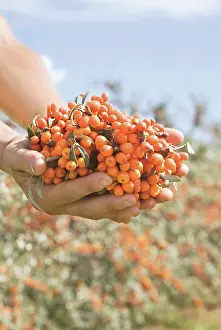 Rhamnoides: SeaBuckthorn