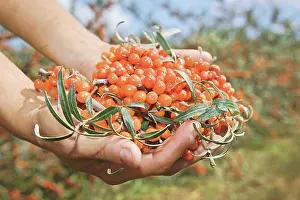 Rhamnoides: SeaBuckthorn