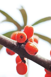 Rhamnoides: SeaBuckthorn