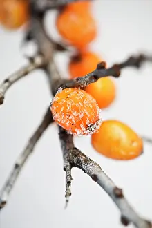 Rhamnoides: SeaBuckthorn