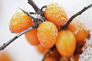 Rhamnoides: SeaBuckthorn
