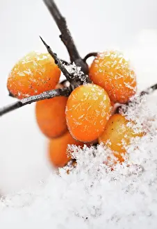 Rhamnoides: SeaBuckthorn