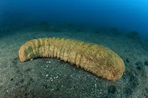 Bohadschia: Seacucumber, Stichopus variegatus, Witu Islands, West New Br