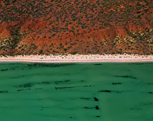 Bight: Seagrass bed / dugong habitat at Herald Bight (Dugong
