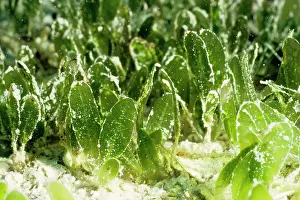 Seagrass: Seagrass a marine flowering plant