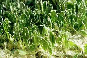 Seagrass: Seagrass, a marine flowering plant. John Brewer Reef