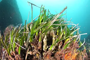 Ischia: Seagrass Meadows, Posidonia Oceanica, Ischia Island, Italy