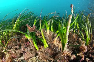 Campania: Seagrass Meadows, Posidonia Oceanica, Ischia Island, Italy
