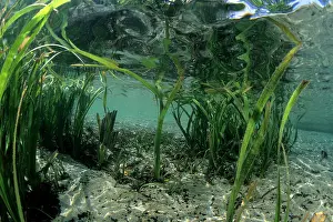 Seaweeds: seagrass seaweed Milne Bay Papua New Guinea Pacific Ocean