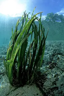 Seaweeds: seagrass seaweed Milne Bay Papua New Guinea Pacific Ocean
