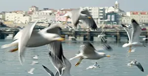 Ports: Seagull close-up