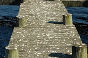 Droppings: Seagull Droppings