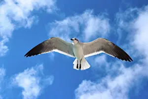 Gliding: Seagull flying in the air