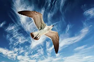 Gliding: Seagull flying in blue sky
