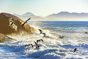Free: Seagull flying at dawn over the sea and the rocks