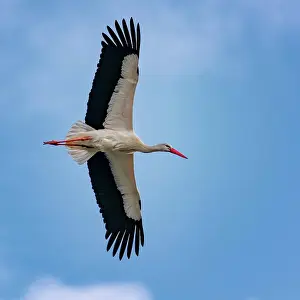 Outstretched: Seagull flying with outstretched wings