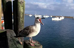 Chatham: Seagull and harbor