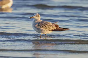 Gull: Seagull scouring the waterline searching for food along the Mississippi Gulf Coast in evening light