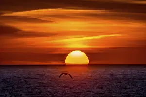 Gull: Seagull in front of a sunset by the sea