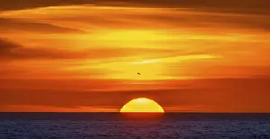 Gull: Seagull in front of a sunset by the sea