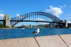 Bridges: Seagull and Sydney Harbour Bridge, Sydney, New South