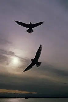 Elliot: Seagulls