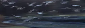 Shutter: Seagulls - in flight - using a slow shutter speed