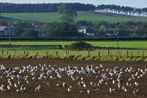 Ploughed: Seagulls - flock resting on ploughed field beside