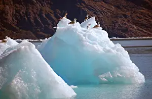 Seldon: Seagulls flocking to the icebergs of Godthabs