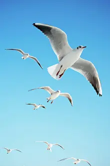 Seagulls: Seagulls are flying in sky as a background