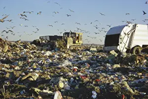 Dumping: Seagulls Foraging a Dump