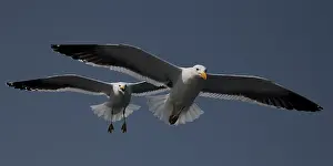 Seagulls: seagulls in Walvis Bay Namibia