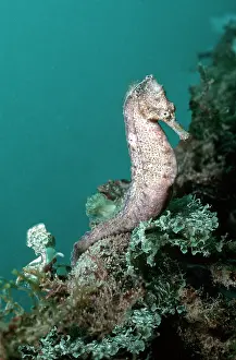 Seahorses: SEAHORSE